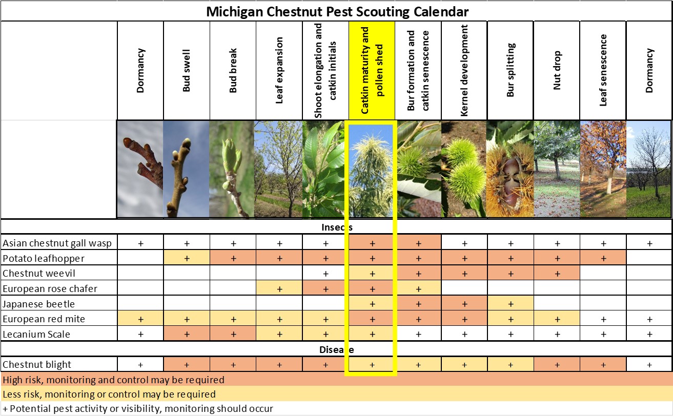 MI chestnut scouting calendar